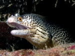 Nurkowanie_na_Cabo_Verde_93