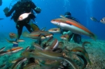 Wyspa_Vis_73