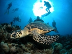 nurkowanie_hurghada_071