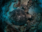 nurkowanie_hurghada_072