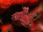 Nurkowanie_na_Lembeh_07