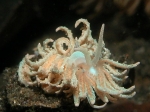 Nurkowanie_na_Lembeh_10