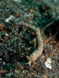 Nurkowanie_na_Lembeh_44