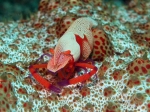Nurkowanie_na_Lembeh_57