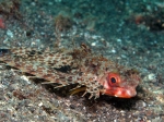 Nurkowanie_na_Lembeh_58