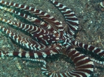 Nurkowanie_na_Lembeh_73