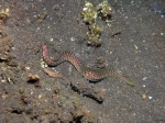 Nurkowanie_na_Lembeh_77