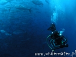 Nurkowanie_Malta_064