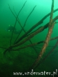 Nurkowanie_Helenesee_13
