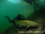 Nurkowanie_Helenesee_23