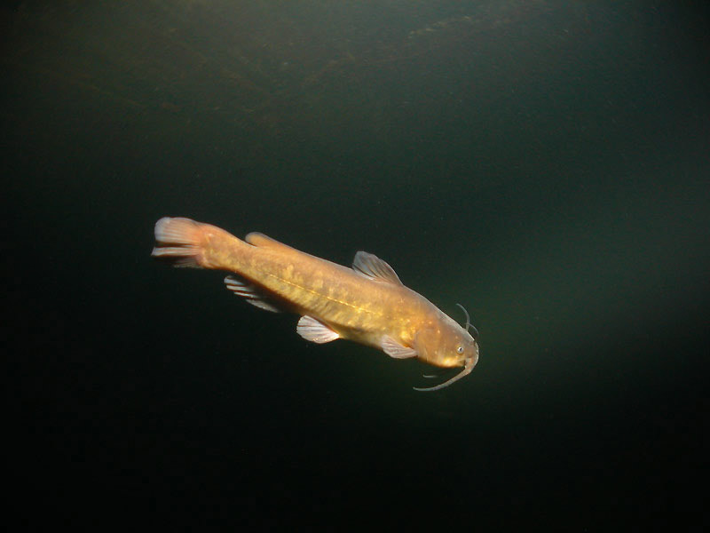 Sumik karłowaty, łac. Ameiurus nebulosus