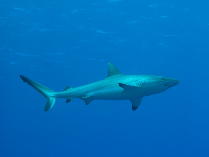 Grey Reef Shark (Carcharhinus amblyrhynchos)