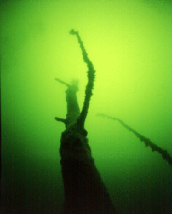 Nurkowanie Jezioro Pile - podwodny las