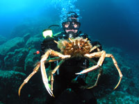 krab znaleziony podczas nurkowanie w okolicy wyspy Vis w Chorwacji
