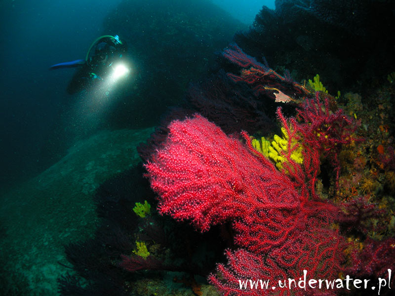 Nurkowanie Dugi Otok Chorwacja