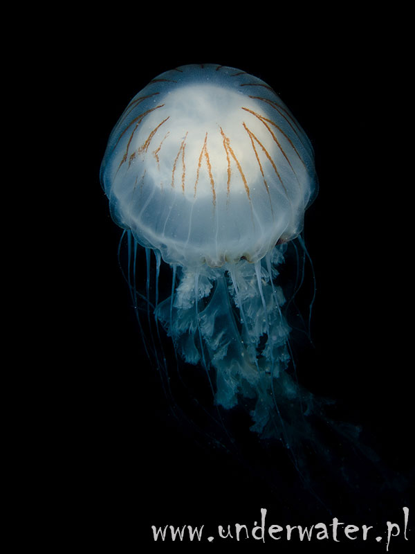 Meduza, Szwecja